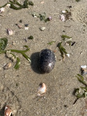 Sclerodactyla briareus