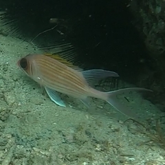 Holocentrus adscensionis