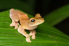 Rhacophorus pardalis