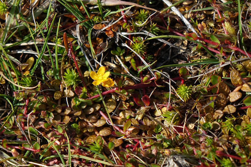 Hypericum rubicundulum (Hypericum rubicundulum)