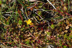 Hypericum rubicundulum