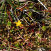 Hypericum rubicundulum - Photo (c) John Barkla, some rights reserved (CC BY), uploaded by John Barkla