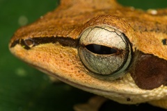 Polypedates macrotis