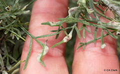Aceria paracalifornica