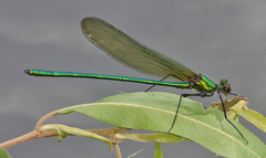 Calopteryx angustipennis