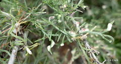 Aceria paracalifornica