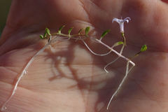 Lobelia ionantha