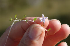 Lobelia ionantha