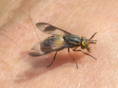 Chrysops geminatus