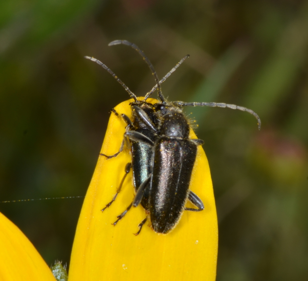 Brachysomida