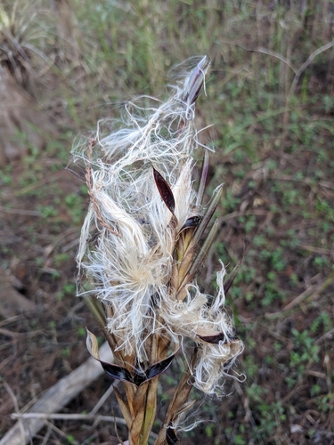 Tillandsia balbisiana