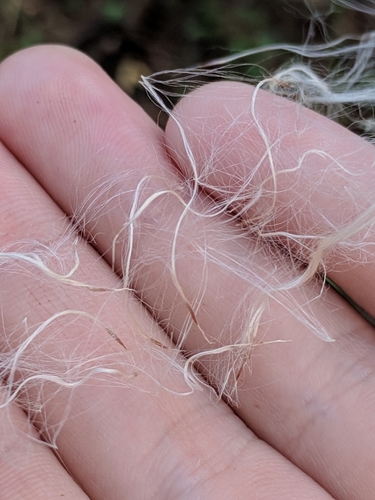 Tillandsia balbisiana