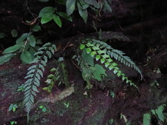 Asplenium cuneatiforme