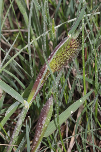 timotejka švajčiarska (Phleum alpinum)
