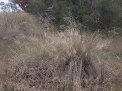Eragrostis elliottii