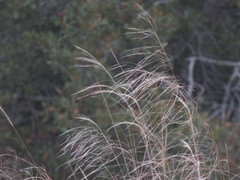 Eragrostis elliottii