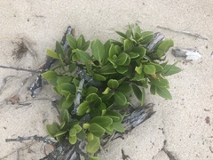 Robsonodendron maritimum