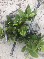 Robsonodendron maritimum