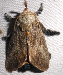 Scopelodes albipalpalis