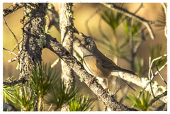 Junco hyemalis mearnsi