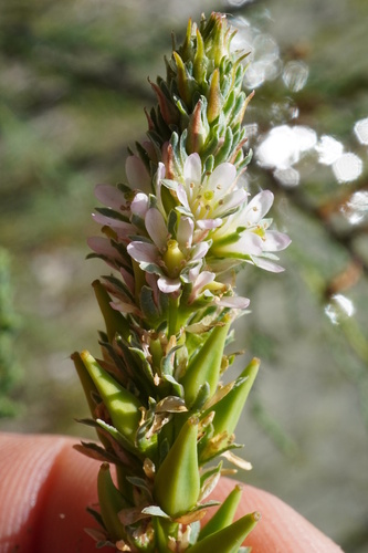 German false tamarisk (Myricaria germanica)