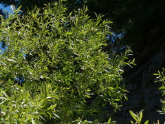 Salix lemmonii