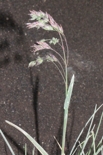 lipnica (Poa)