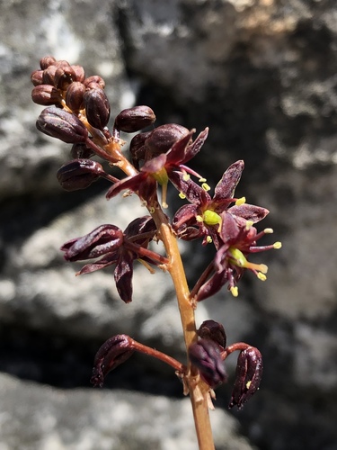 Drimia salteri
