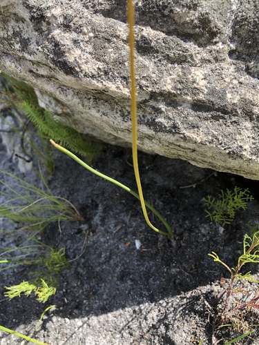Drimia salteri