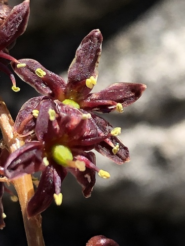 Drimia salteri