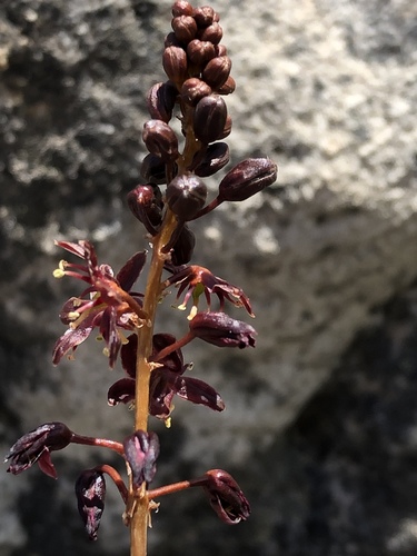 Drimia salteri