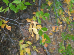 Bursera laxiflora