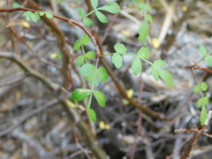 Bursera laxiflora