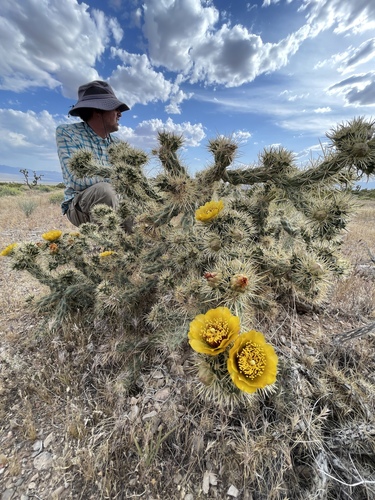Cylindropuntia X deserta