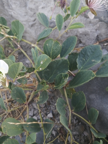 Bodljikava kapara (Capparis spinosa)