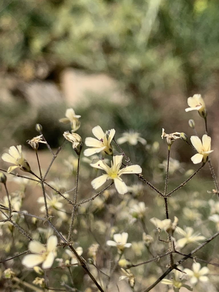 Gypsophila persica