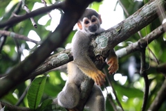 Bare-Eared Squirrel Monkey photo 2
