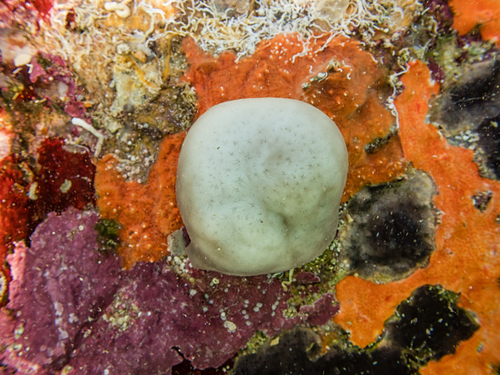 Kidney Sponge, Ag. Georgios 383 34, Greece, photo 10 of 10