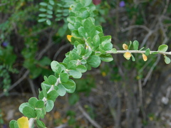 Adelia brandegeei