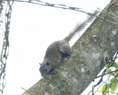 Callosciurus pygerythrus