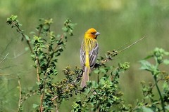 Emberiza bruniceps