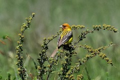 Emberiza bruniceps