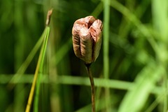 Fritillaria meleagroides
