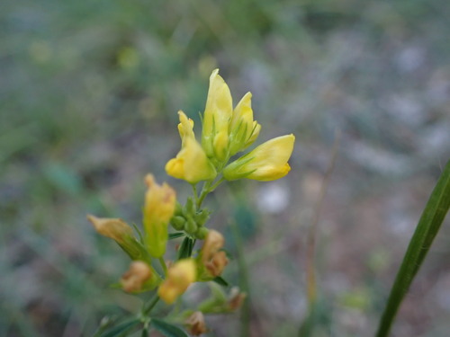 Image of Medicago glomerata by (c) Louis Aureglia, some rights reserved (CC BY)