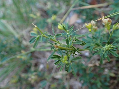 Image of Medicago glomerata by (c) Louis Aureglia, some rights reserved (CC BY)