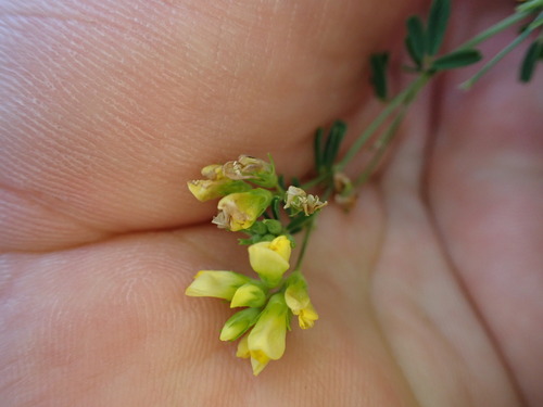 Image of Medicago glomerata by (c) Louis Aureglia, some rights reserved (CC BY)