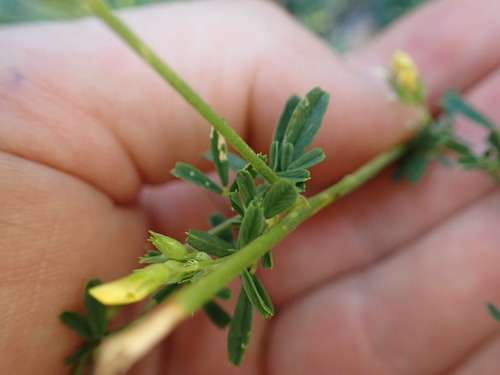 Image of Medicago glomerata by (c) Louis Aureglia, some rights reserved (CC BY)