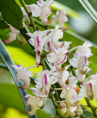 Aerides odorata