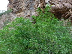 Vallesia laciniata