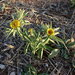 Pallenis spinosa spinosa - Photo (c) Louis Aureglia, some rights reserved (CC BY), uploaded by Louis Aureglia